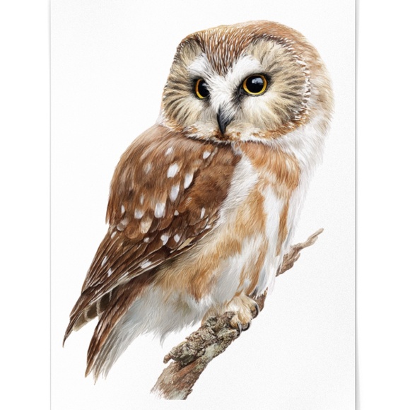 Watercolor Northern Saw-whet Owl Portrait Wall Art Print Poster, Unframed - Picture 2 of 6
